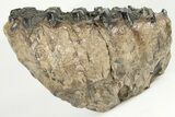5" Southern Mammoth Partial Upper M2 Molar - Hungary - #200773-3